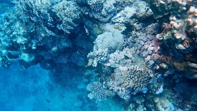 Marsa Alam Fantasia resort коралловый риф Марса Алам Фантазия #1 #марсаалам#marsaalam смотреть онлайн