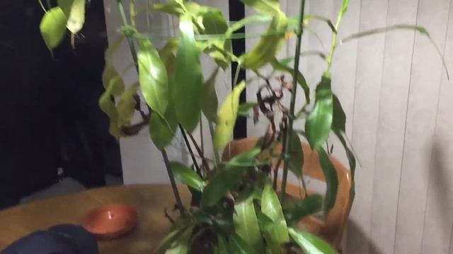 Nepenthe Fun Time Episode 4 Nepenthes ventrata смотреть онлайн