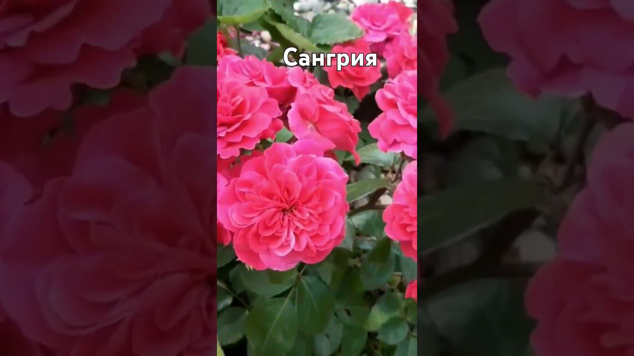 сангрия смотреть онлайн