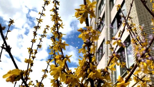 Желаю медовой жизни и море оптимизма! смотреть онлайн