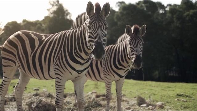 Зебра. Почему зебры полосатые?