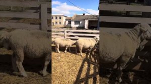 #18 Иль де Франс бараны производители.       +7 982 000 999 4