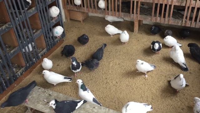 #Pigeons.Что значит проверенный и хороший голубь. смотреть онлайн