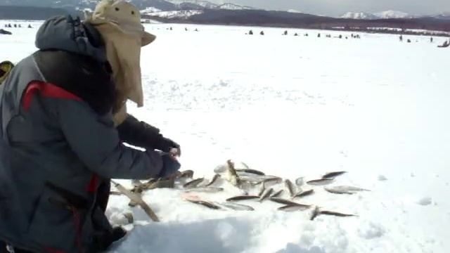 ловля корюшки зубатки на иголки с рыбьей кожей смотреть онлайн