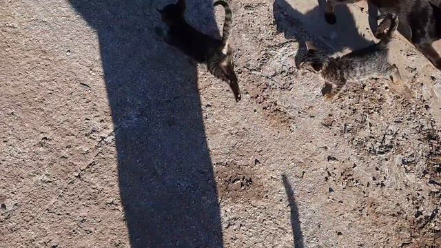 КОШКИ И ИХ ТЕНИ смотреть онлайн