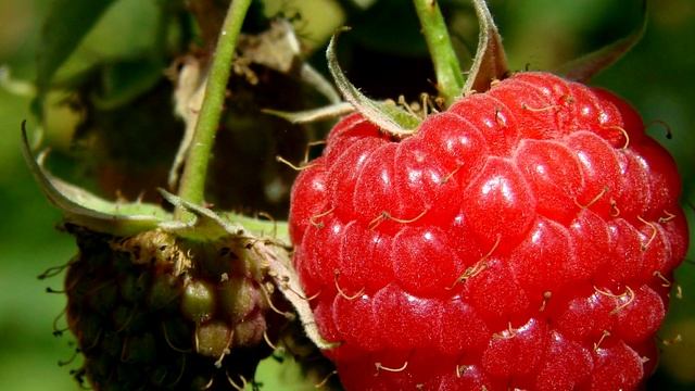 ВСЕ АХАЮТ ОТ ТАКОГО УРОЖАЯ МАЛИНЫ, БОГАТЫЙ УРОЖАЙ КАЖДЫЙ ГОД, УХОД И ПОДКОРМКА МАЛИНЫ смотреть онлайн