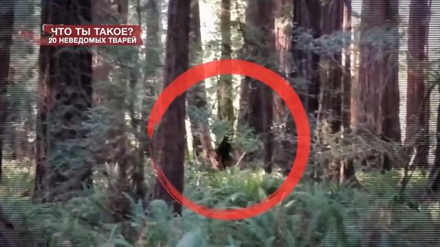 Что ты такое?. 20 неведомых тварей. День Засекреченных списков. смотреть онлайн