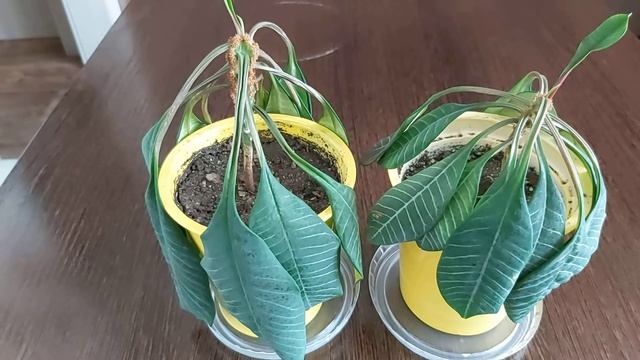 ПОМОГИТЕ спасти Молочай. Эуфорбия смотреть онлайн