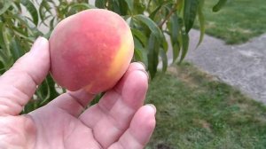 Персик Флеминг Фьюри  PF - 24007. Краткий обзор. Мой персиковый конвеер продолжается!
