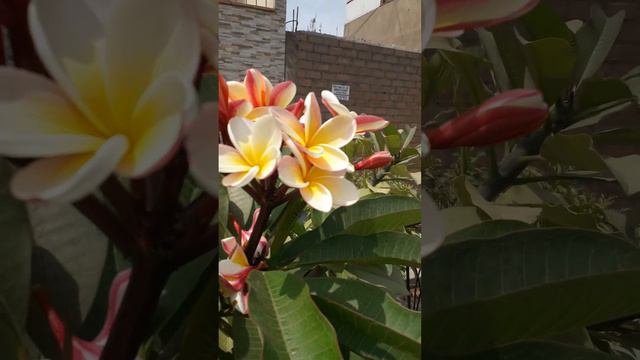 на улице +26. Франжипани Перу. Какой аромат 😍🌸🌸🌸 смотреть онлайн