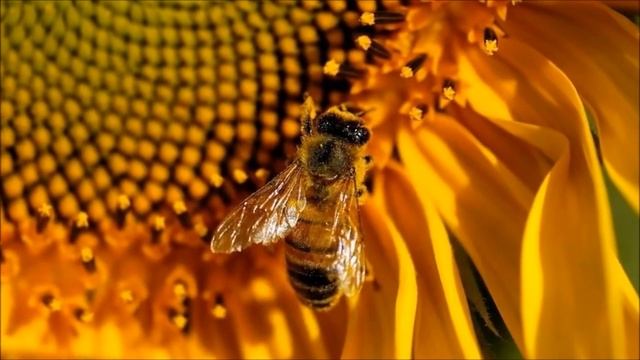 Грибные брошки для блузок