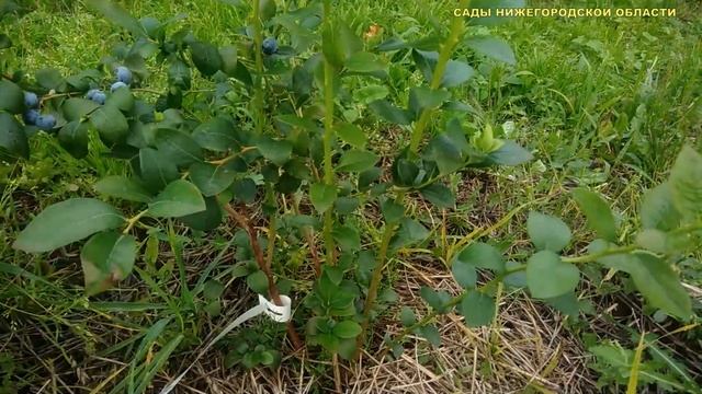 Голубика высокорослая сорта.Сорт голубики Нельсон смотреть онлайн