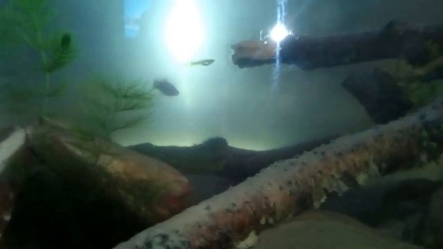 Зеленая Тернеция. Красота водного мира смотреть онлайн