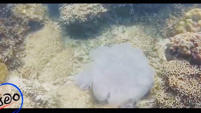 Reef fish near Beach House смотреть онлайн