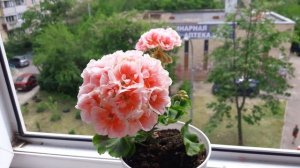 Пеларгония Pac salmon queen ❤Очень нравится сортосерия Pac?