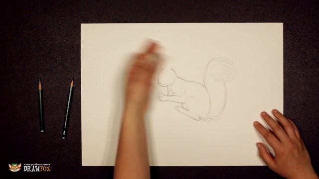 Как нарисовать белку поэтапно простым карандашом начинающие смотреть онлайн
