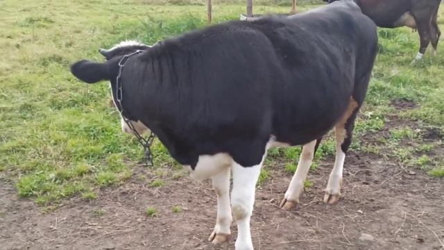 Корова сбавила МОЛОКО перешли на ДВЕ дойки! смотреть онлайн