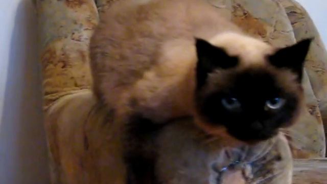 КОШКА-ПОФИГИСТКА ;) смотреть онлайн
