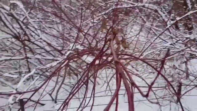 Пруд на глиняном замке в Аптекарском огороде