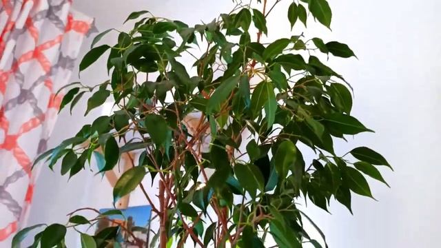 КАК СПАСТИ ФИКУС БЕНДЖАМИНА Если Пожелтели Листья, Если Опадают Листья Фикуса