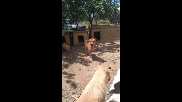 Частный приют для животных "Ёшкин 🐈" смотреть онлайн
