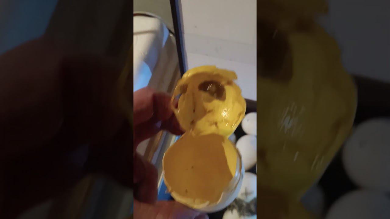 ВЫЛУП ГУСЕЙ ИНКУБАТОР АВТОМАТ #animals #гектар #яйца #инкубация #яйцо #линда #egg #дв #дача #брудер