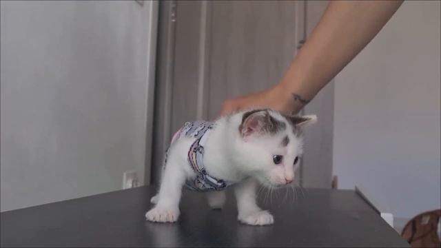 Cat clothes from socks! PushPaws смотреть онлайн
