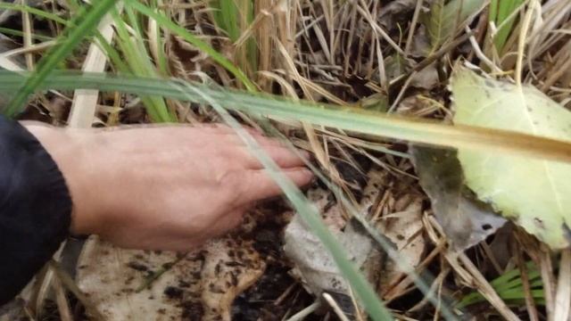 СМЕШНАЯ СОБАКА !!! Мопс зажигает. смотреть онлайн