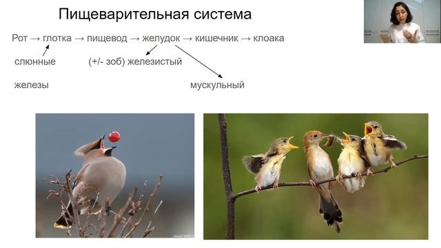 Урок "Класс Птицы" - ЦТ, ЕГЭ, ЗНО смотреть онлайн