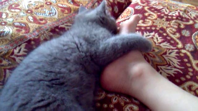 Котёнок спит с пяткой смотреть онлайн