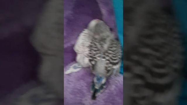 Все птенчик Том и Вольт и Мики его папа Серёжа смотреть онлайн