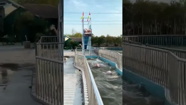 Свинки прыгают в воду. смотреть онлайн