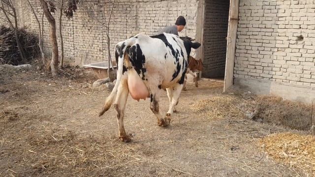 Hujalikdan 3 ta ena bola sigirlar sotiladi ☎️90-787-49-48 yetkazish be pul. смотреть онлайн