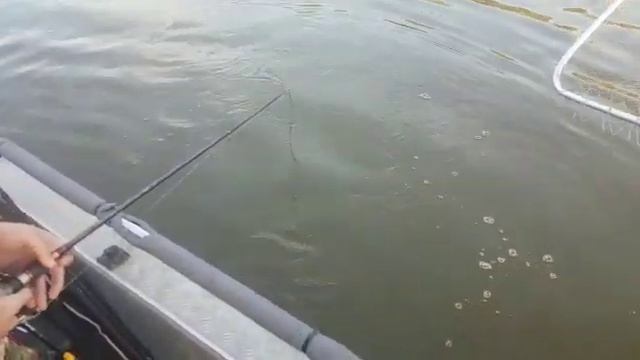 БОЛЬШАЯ ЩУКА ПРОГРЫЗЛА ПОДСАК смотреть онлайн