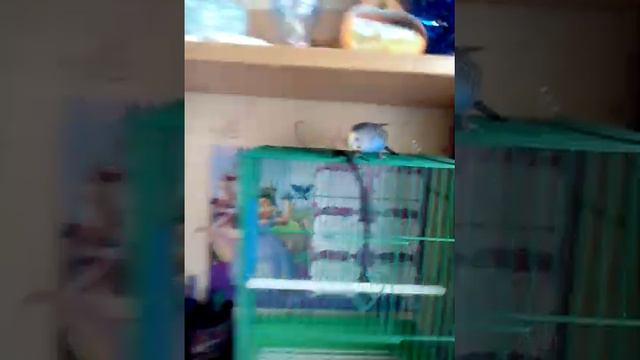 Как запустить попугая в клетку смотреть онлайн