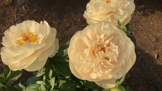 Canadian Peony Society Virtual Show - 2021 Bloom Season Highlights смотреть онлайн
