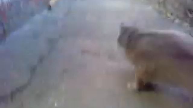 кот, который хочет стать собакой смотреть онлайн