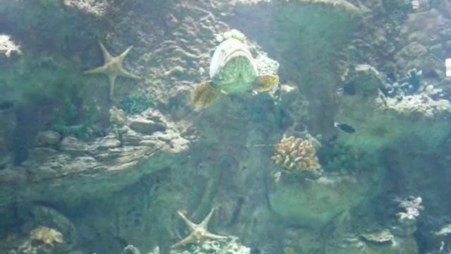 необычные рыбы в аквариуме торгового центра в России смотреть онлайн