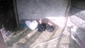 Пробую скрещивать китайского шёлкового петуха с карликовыми кохинхенами!