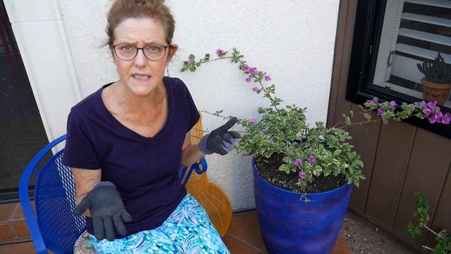 BOUGAINVILLEA CARE IN POTS / JoyUsgarden смотреть онлайн