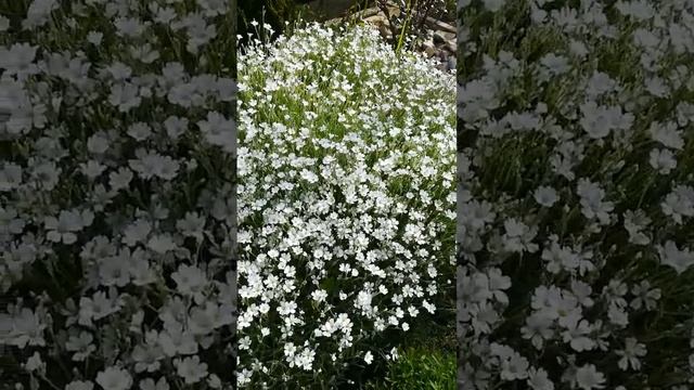 Как быстро разрастается ясколка..5.05.23