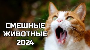 Смешные видео про животных - попробуй не засмеяться! (5 выпуск) - кошки, собаки и другие