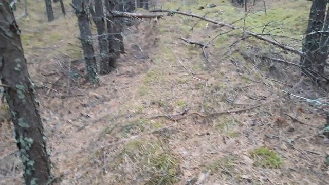 Вот такую то охоту я люблю.Собирать боровики одно удовольствие смотреть онлайн