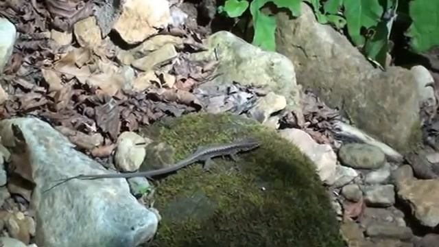 Адыгея. Аминовское ущелье смотреть онлайн