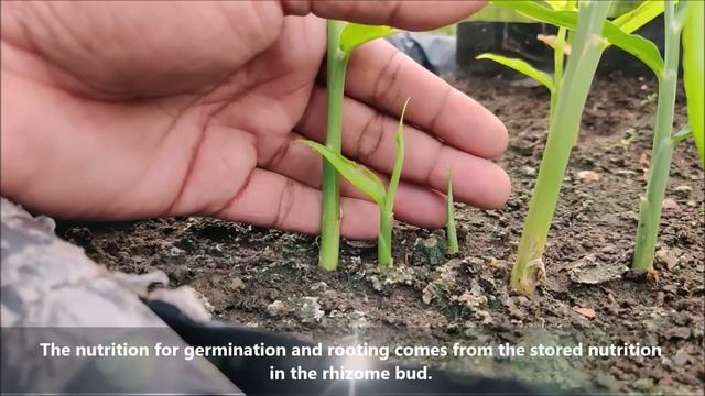 Easiest Way to Grow Ginger | SEED TO HARVEST смотреть онлайн