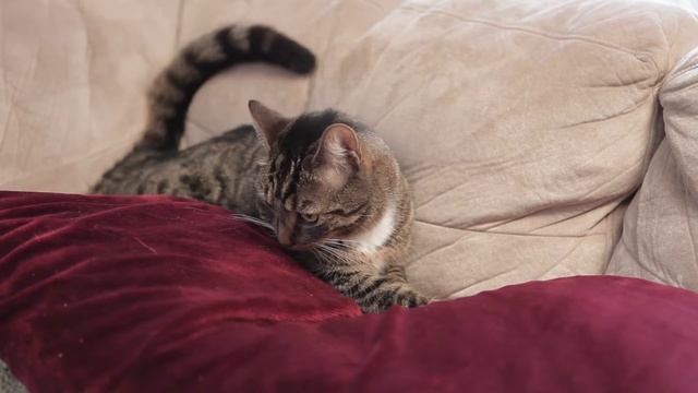 HAIRY PUSSY SHOWS OFF ON THE CASTING COUCH смотреть онлайн