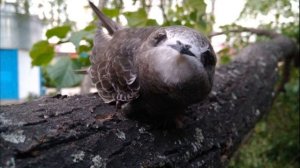 Стриж|Птицы которые живут на лету|Swift|Birds that live on the fly