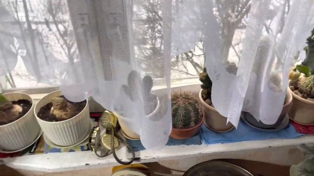 Посадила петунию. Мои цветы. Сирень из Подворья.❤️ смотреть онлайн