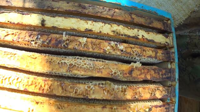 УРОЖАЙ ПО МЁДУ 2020 НА УРАЛЕ СОСТОЯЛСЯ, СНИМАЕМ КОРПУСА И МАГАЗИНЫ С МЁДОМ смотреть онлайн