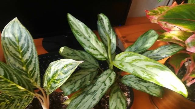 Коллекция аглаонем?☝️